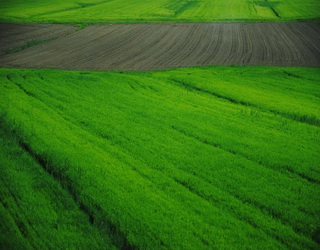 37% ґрунтів в Україні мають нейтральну реакцію ґрунтового розчину
